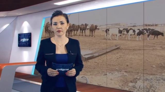 Агросектор. Развитие коневодства в Казахстане