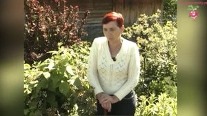 Клематисы групп Жакмана и Витицелла #urozhainye_gryadki