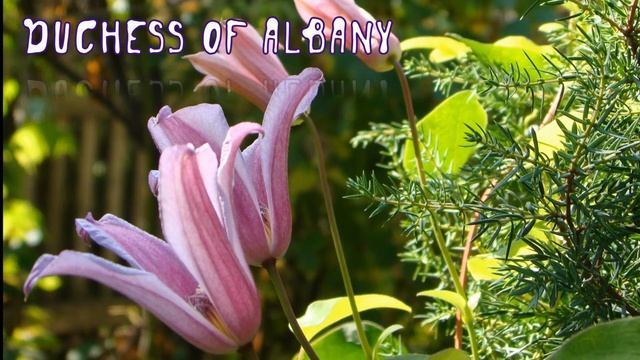 Техасские клематисы. Сорта и немного агротехники смотреть онлайн