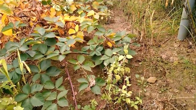 Ежевика, сорта: Трипл Краун и Лох Тей. 20.10.17 смотреть онлайн