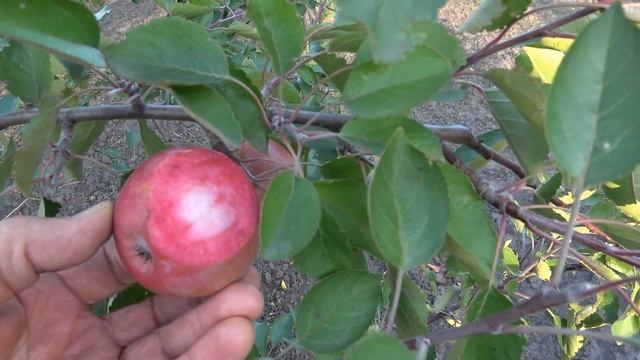 Яблоня РЕД КЕТТИ  Неприхотливый в выращивании сорт с красной мякотью