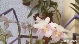 Древесный папоротник Platycerium Платицерум(оленьи рога)-уход.Ссылка на видео о пересадке ниже