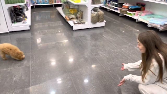 Первый раз у грумера. Первая стрижка той-пуделя Лео смотреть онлайн