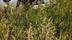 ПЧЕЛОВОДСТВО МЕДОНОС ДОННИК  Секреты начинающим