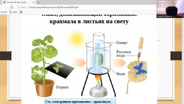 фотосинтез 6-класс