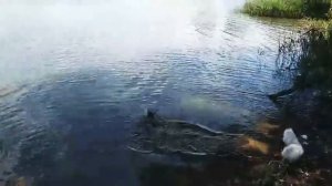 Как плавают собаки!!!🐕🐕🐕