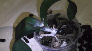 Фаленопсис, что я делаю, как принесла домой из магазина....