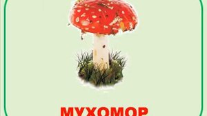 Ядовитые грибы