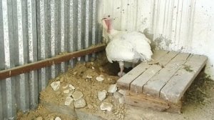 Первое яйцо от индюков !//индюшка снесла яйцо//Биг6