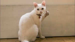 Я РЖАЛ ЦЕЛЫЙ ЧАС?ПОДБОРКА СМЕШНЫХ КОТОВ И СОБАК ДЛЯ ХОРОШЕГО НАСТРОЕНИЯ? #14