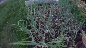 Семейный Лук. Сбор урожая семейного лука выращенного на биогумусе. Обзор гигантского лука эксибише