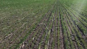 Влияние фосфорных удобрение на рост растений.