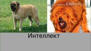 Тибетский мастиф против английского мастифа.