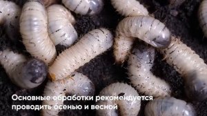 Пециломицин РМ116 Planteco® Почвенный биоинсектицид. Описание. Где купить.