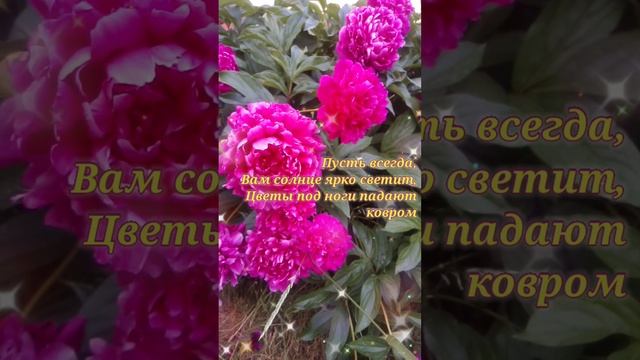 пионы