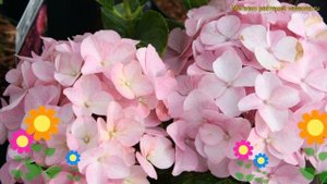 Гортензия крупнолистная Блю Сэдакшен. Краткий обзор, описание hydrangea macrophylla Belle Seduction