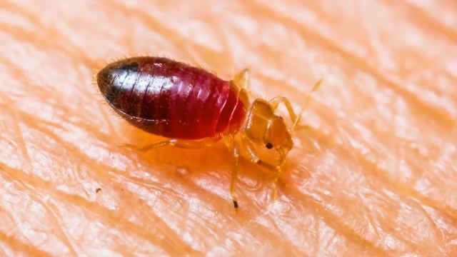 Как кусают клопы смотреть онлайн