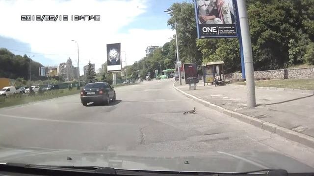 Невероятно!Утка переводит выводок утят через дорогу!