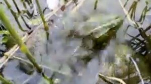 Размножение лягушек