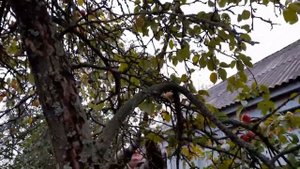 Собираем урожай яблок