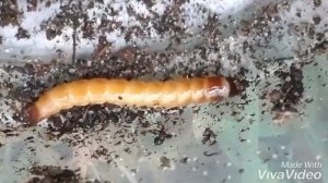 Чем питается #проволочник - личинка жука щелкуна.