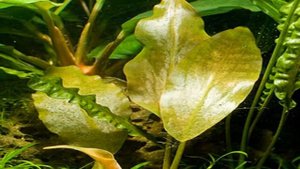 Лагенандра Меебольда. Описание. Содержание. Уход. Размножение. Аквариумные растения.