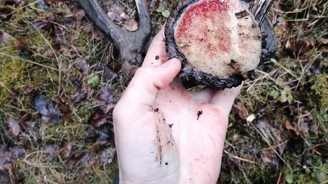 Интересная пара рог, Поиск рогов оленя, zrzuty jeleni 2021, Poroże jelenia 2021, оленьй рога. смотреть онлайн