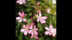 Клематисы в моём саду.