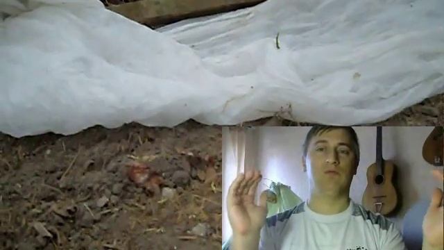 Агроволокно, что это? Плёнка лучше или нет (жесты) смотреть онлайн