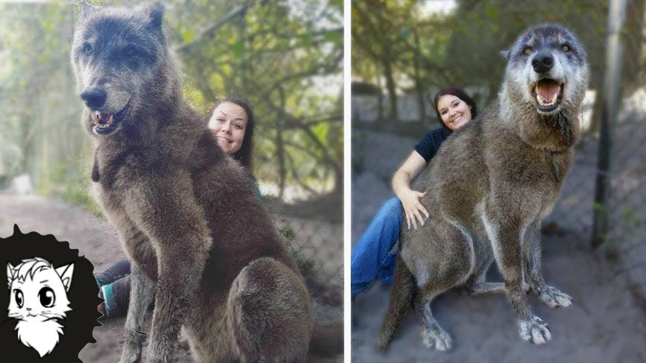 ТЫ НЕ ПОВЕРИШЬ, НО ЭТОТ ВОЛК РЕАЛЬНО СУЩЕСТВУЕТ [Белый кот] смотреть онлайн