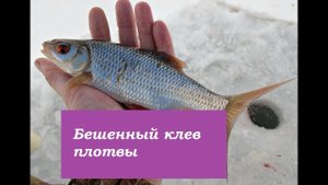 Зимняя рыбалка.Ловля плотвы на Иртыше