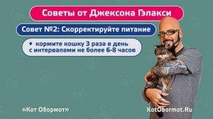 Как приучить кошку спать по ночам