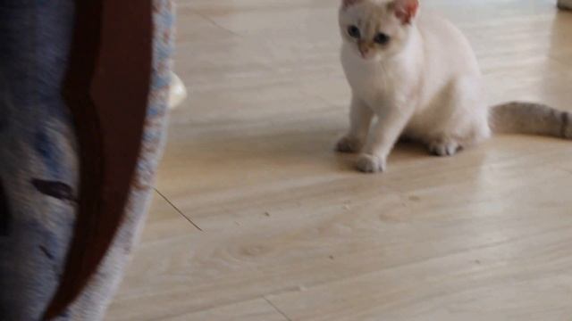 Британская шиншилла поинт видео