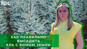 Как правильно высадить сосну и ель с комом земли