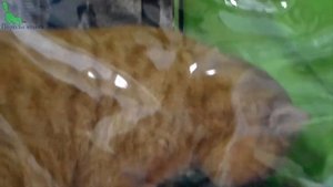 ? ОГРОМНЫЙ Рыжий Кот ? Британская Порода | ПОРОДЫ КОШЕК