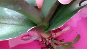 ДОБАВЬ орхидеи ЭТО! орхидеи БЕЗ КОРНЕЙ азот! МОШКА орхидеи БОИТСЯ СПИРТ! НАШАТЫРНЫЙ орхидеи ПО ДУШЕ