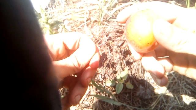 Видеообзор абрикоса Харгранд смотреть онлайн