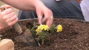 Planting a Container Flower Garden -- Family Plot