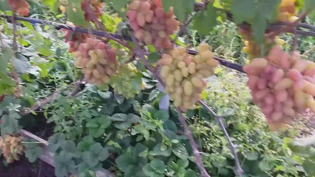Сорт винограда Преображение.