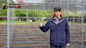 Чем подкормить виноград? - Дёшево и сердито!