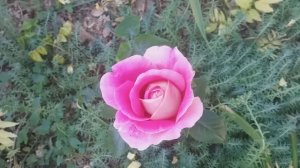 Прогулка по саду. Посмотрим на Розы.