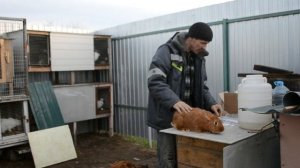 Вакцинация кроликов от миксаматоза // Раббивак В