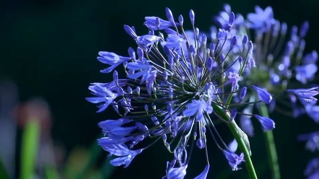 Фиолетовый цветок смотреть онлайн