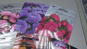 Выбираем семена астры, а сеять когда?