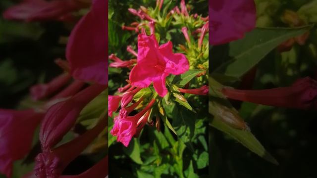 Marvel-of- Peru, Mirabilis jalapa also known as four o'clock flower,is an ornamental flower.