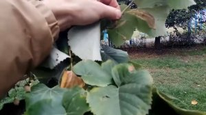 Качество семян липы для проращивания.