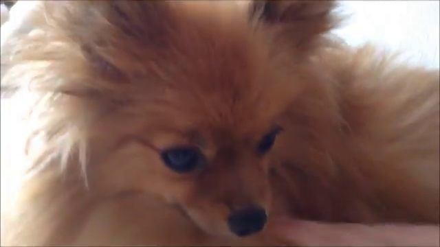 День с собакой Джесси смотреть онлайн