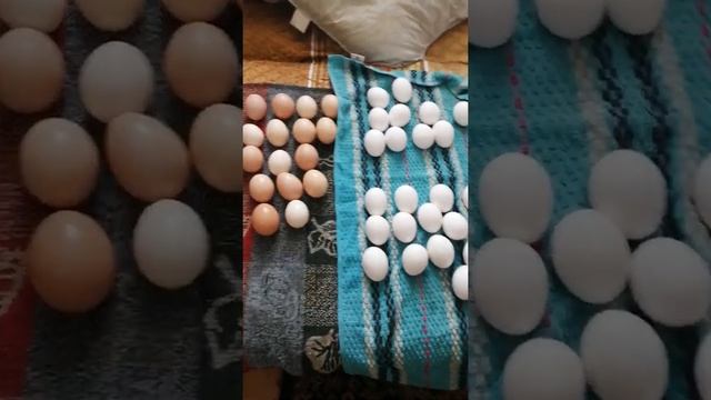 обработка яйца перед закладкой в инкубатор