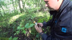 Сбор благородных грибов в новом лесу | Добиваем слой белых грибов и подосиновиков | Грибы 2020