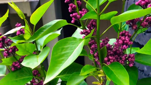 Мини недельный VLOG .Не вязальное . Май 2019 «У нас во дворе!» смотреть онлайн